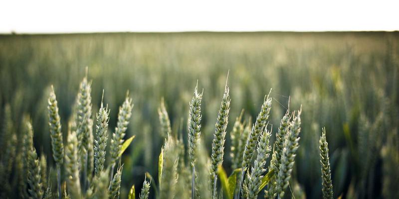 解锁多语种未来：贤通教育德法日韩留学全攻略，从语言通关到名校录取