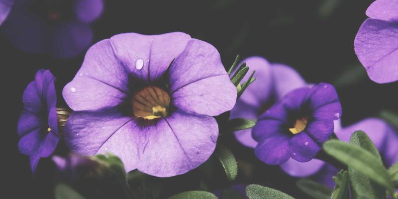 贤通教育:在线直播课VS面授课,哪种留学申请与签证指导更适合你?